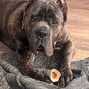 Diesel Cole is registered to the contest to win money with this photo: dog, brindle, bone, blanket, floor, indoor, pet, canine, lying_down, paws, wooden_floor, looking_up, close_up, fur, ears, snout, animal, companion, domestic, treat