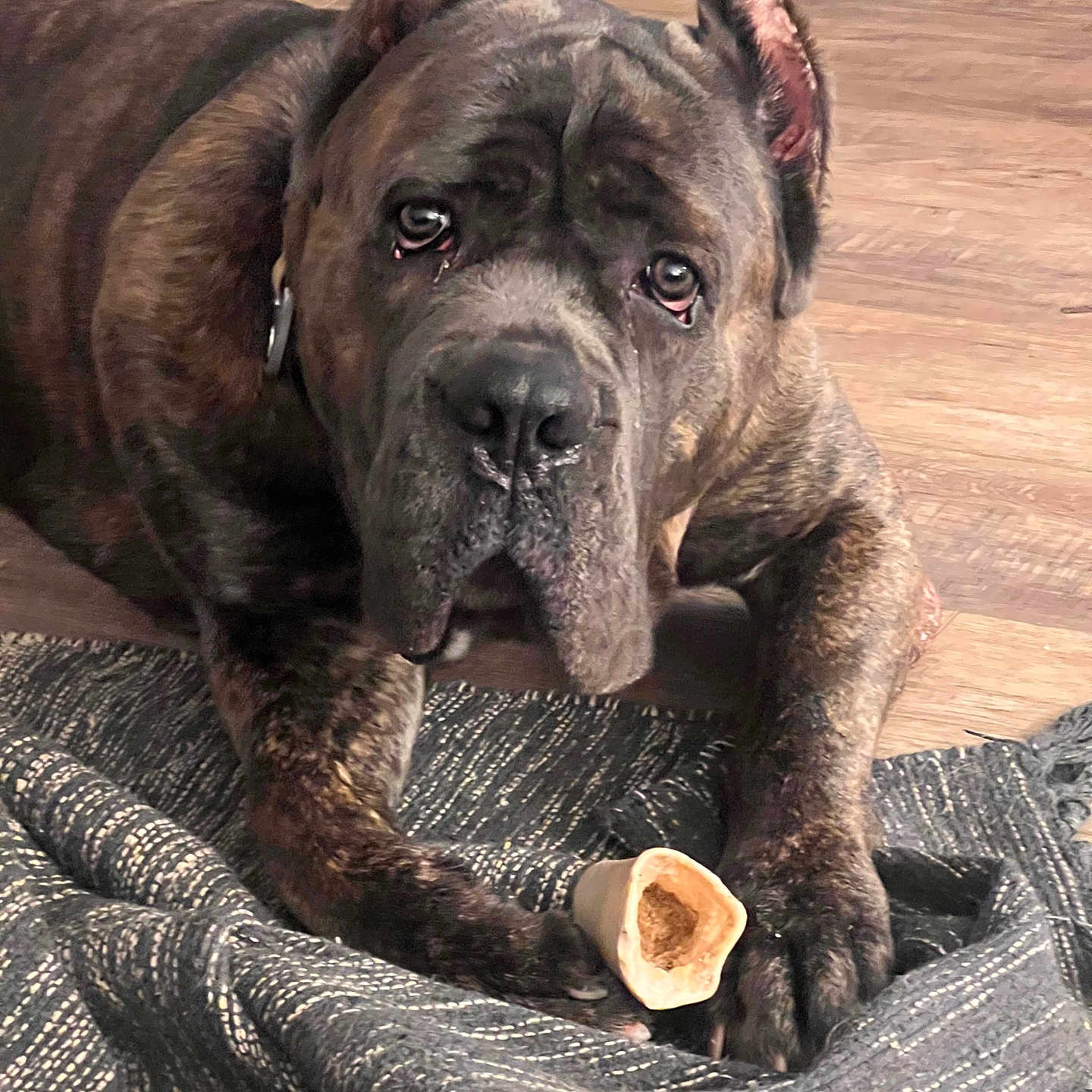 Diesel Cole is registered to the contest to win money with this photo: animal, blanket, bone, brindle, canine, close_up, companion, dog, domestic, ears, floor, fur, indoor, looking_up, lying_down, paws, pet, snout, treat, wooden_floor