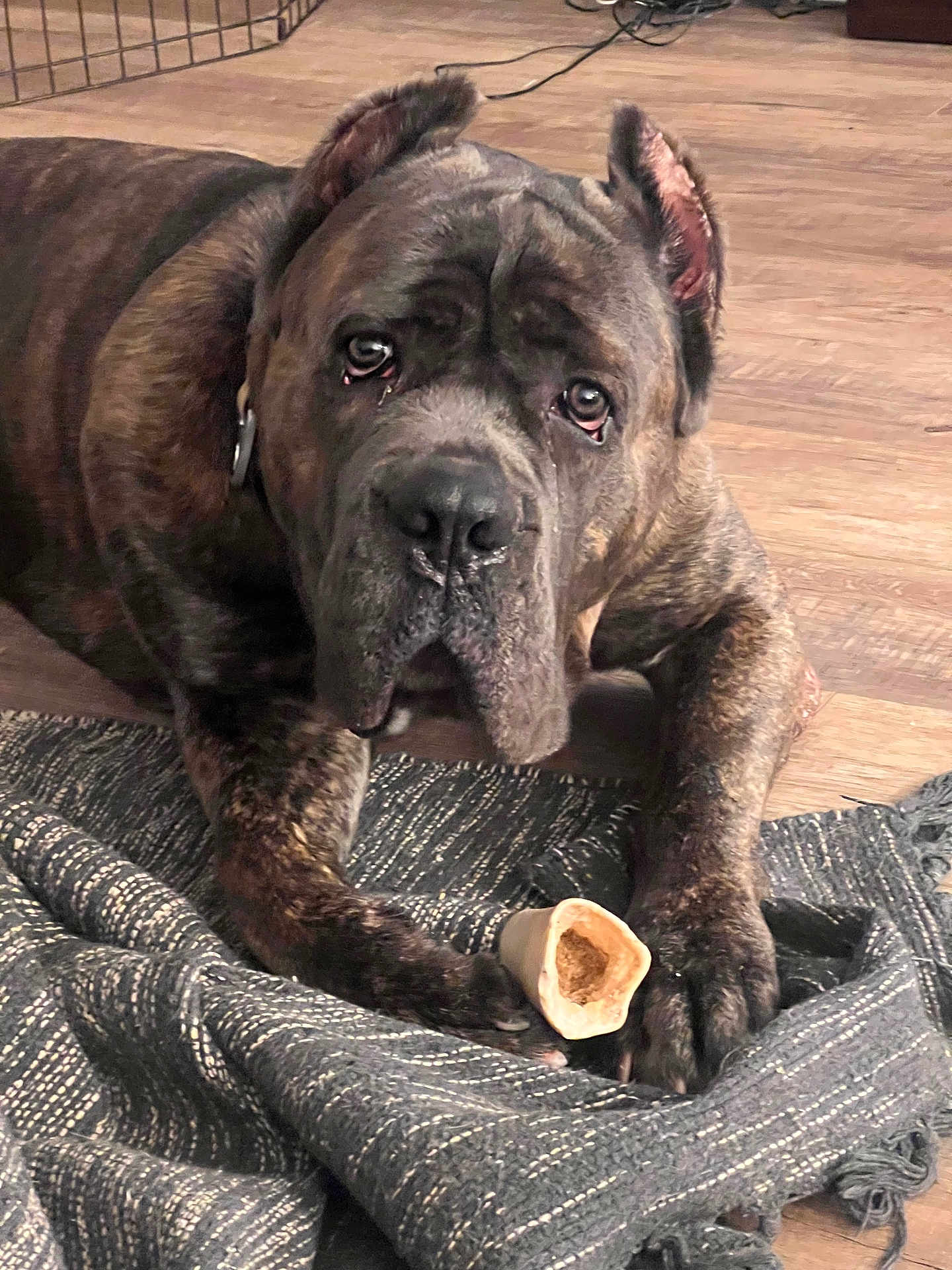 Diesel Cole is registered to the contest to win money with this photo: dog, brindle, bone, blanket, floor, indoor, pet, canine, lying_down, paws, wooden_floor, looking_up, close_up, fur, ears, snout, animal, companion, domestic, treat