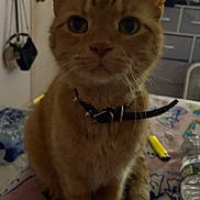 Mr.winston joined the competition — help win amazing prizes! cat, orange_tabby, collar, indoor, bed, blanket, furniture, door, television, water_bottle, dim_light, pet, curious, sitting, animal, whiskers, ears, face, table, room