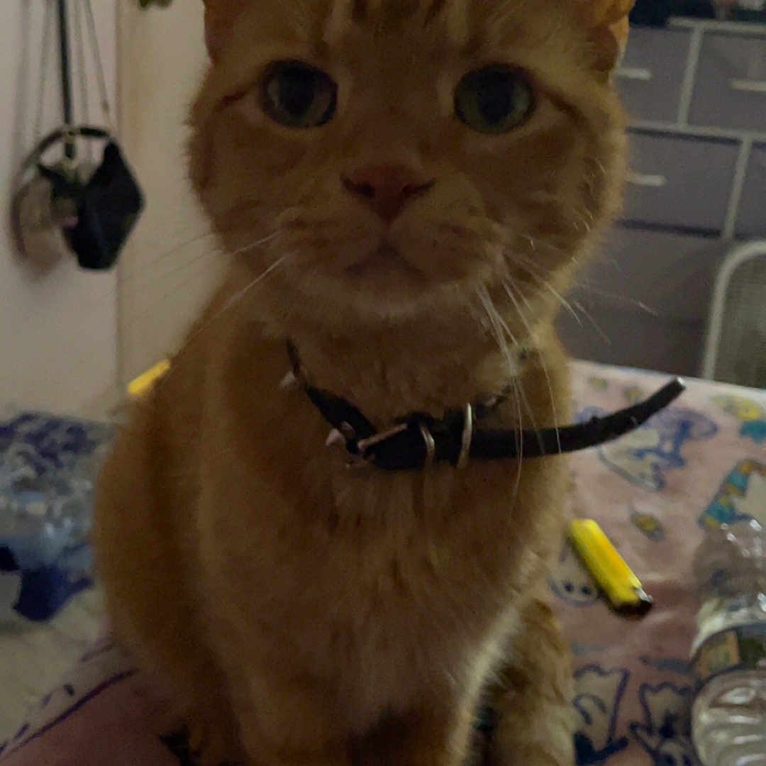 Mr.winston joined the competition — help win amazing prizes! cat, orange_tabby, collar, indoor, bed, blanket, furniture, door, television, water_bottle, dim_light, pet, curious, sitting, animal, whiskers, ears, face, table, room