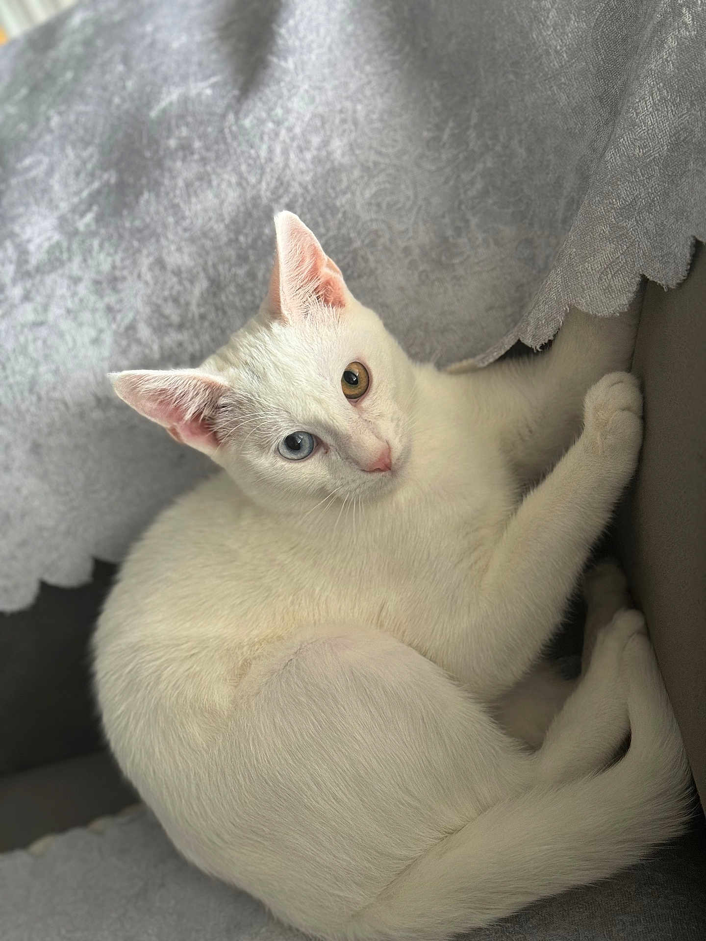 Yuki participe au concours pour gagner de l'argent avec cette photo : cat, white_cat, heterochromia, blue_eye, amber_eye, pet, animal, feline, curled_up, resting, indoor, soft_fabric, gray_background, close_up, portrait, cute, relaxed, cozy, whiskers, ears