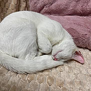 Yuki participe au concours pour gagner de l'argent avec cette photo : cat, white_cat, sleeping, curled_up, fur, pet, indoor, cozy, blanket, pillow, resting, cute, animal, mammal, feline, relaxed, soft, pink, beige, domestic_cat