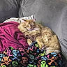 Garfield joined the competition — help win amazing prizes! cat, orange_cat, fluffy_cat, sleeping, couch, blanket, colorful_blanket, skull_pattern, cozy, indoor, pet, relaxing, fur, pillow, resting, soft_texture, home, animal, comfort, napping