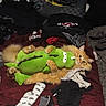 Garfield is registered to the contest to win money with this photo: cat, orange_cat, fluffy_cat, plush_toy, green_dinosaur, bed, clothes, folded_clothes, scattered_clothes, sock, blanket, indoor, pet, cute, relaxed, feline, toy, cozy, soft_toy, lying_down