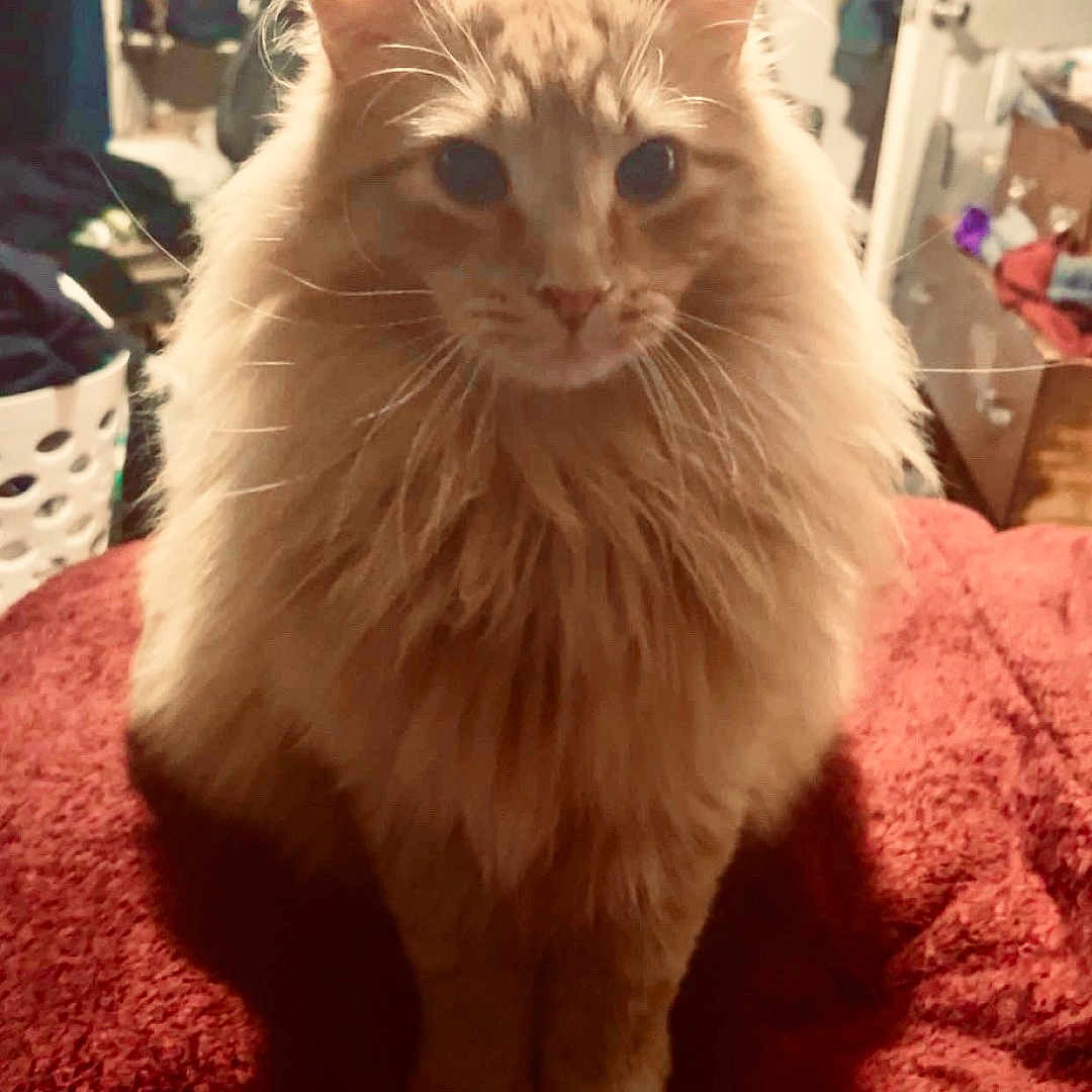 Garfield is registered to the contest to win money with this photo: cat, orange_cat, fluffy_cat, pet, indoor, bed, blanket, furniture, room, clothing, door, laundry_basket, household, curious, sitting, portrait, domestic_animal, feline, cozy, soft_fur
