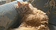 Garfield joined the competition — help win amazing prizes! cat, orange_cat, fluffy_fur, couch, floral_pattern, blanket, window, natural_light, indoor, pet, relaxed, feline, home, cozy, fur, tail, domestic_animal, resting, comfort, quiet