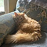 cat, orange_cat, fluffy_fur, couch, floral_pattern, blanket, window, natural_light, indoor, pet, relaxed, feline, home, cozy, fur, tail, domestic_animal, resting, comfort, quiet