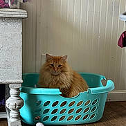 Garfield joined the competition — help win amazing prizes! cat, orange_cat, fluffy_cat, laundry_basket, broken_basket, wooden_floor, white_wall, table_leg, fuzzy_socks, indoor, pet, animal, feline, cozy, home, domestic, looking_at_camera, sitting, basket, floor