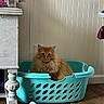 cat, orange_cat, fluffy_cat, laundry_basket, broken_basket, wooden_floor, white_wall, table_leg, fuzzy_socks, indoor, pet, animal, feline, cozy, home, domestic, looking_at_camera, sitting, basket, floor