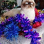 Youmi participe au concours pour gagner de l'argent avec cette photo : cat, blue_eyes, tinsel, christmas_tree, holiday_decor, indoor, pet, fluffy, white_fur, brown_face, decorations, festive, relaxed, curious, feline, closeup, home, cozy, colorful, celebration