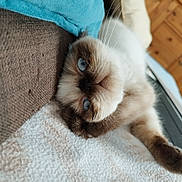 Youmi participe au concours pour gagner de l'argent avec cette photo : cat, blue_eyes, fluffy, lying_down, close_up, indoor, cozy, pillow, couch, furniture, soft_texture, whiskers, relaxed, pet, animal, cute, fur, head, resting, domestic