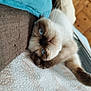 cat, blue_eyes, fluffy, lying_down, close_up, indoor, cozy, pillow, couch, furniture, soft_texture, whiskers, relaxed, pet, animal, cute, fur, head, resting, domestic