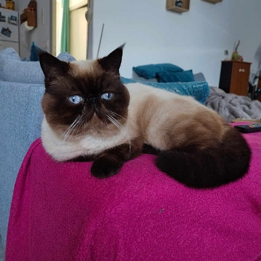 Youmi participe au concours pour gagner de l'argent avec cette photo : animal, blanket, blue_eyes, cat, couch, cozy, cute, decor, domestic, fluffy, fur, furniture, home, indoor, living_room, mammal, pet, relaxed, sitting, whiskers