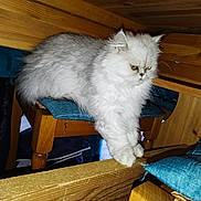 Ruby participe au concours pour gagner de l'argent avec cette photo : animal, blue_cushion, cat, closeup, cute, domestic_cat, fluffy, fur, furniture, gray_cat, grumpy_expression, household, indoor, paw, pet, resting, stretching, white_cat, wooden_chair, wooden_table