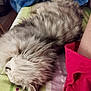 Minette participe au concours pour gagner de l'argent avec cette photo : cat, sleeping, fluffy, bed, blanket, fur, indoor, resting, animal, pet, cozy, soft, colorful, ear, whiskers, striped, relaxing, domestic, feline, cute