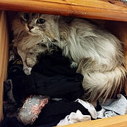 Minette participe au concours pour gagner de l'argent avec cette photo : cat, drawer, clothes, furniture, wood, cozy, fluffy, pet, indoor, resting, curious, soft, sleepy, cute, domestic_animal, feline, whiskers, tail, hidden, nestled