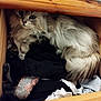 cat, clothes, cozy, curious, cute, domestic_animal, drawer, feline, fluffy, furniture, hidden, indoor, nestled, pet, resting, sleepy, soft, tail, whiskers, wood