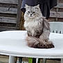 Minette a rejoint le concours — aidez-le/la à gagner de superbes lots ! cat, fluffy, gray, table, outdoor, plastic_table, pet, animal, fur, sitting, majestic, garden, wooden_fence, plant_pot, jacket, background, calm, cute, domestic_cat, feline