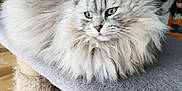Minette participe au concours pour gagner de l'argent avec cette photo : cat, fluffy, gray, white, green_eyes, cat_tree, carpeted, indoor, home, stairs, coat, child, furniture, pet, relaxed, portrait, animal, fur, looking_away, domestic