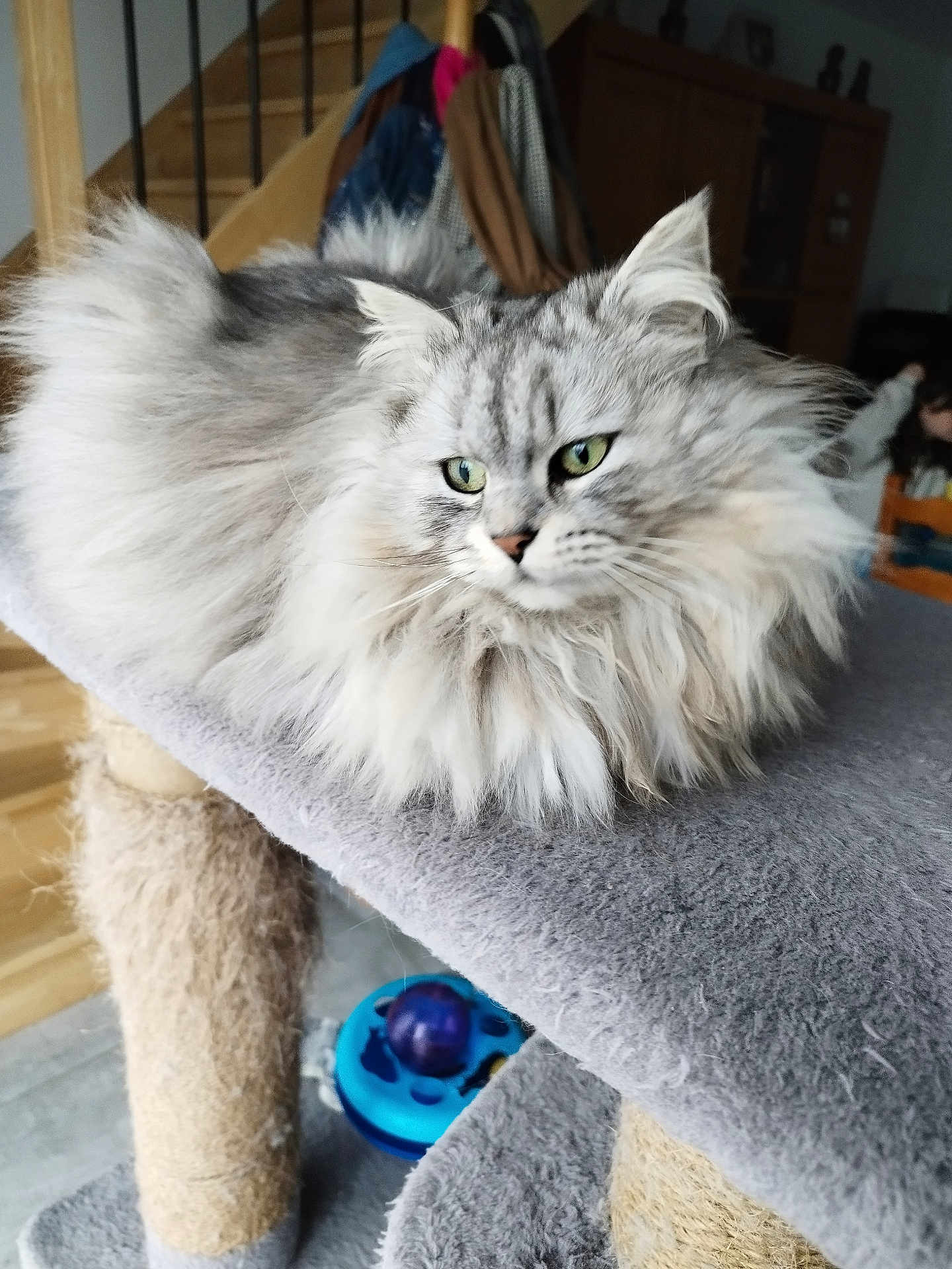 Minette participe au concours pour gagner de l'argent avec cette photo : cat, fluffy, gray, white, green_eyes, cat_tree, carpeted, indoor, home, stairs, coat, child, furniture, pet, relaxed, portrait, animal, fur, looking_away, domestic