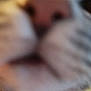 Tahiti a rejoint le concours — aidez-le/la à gagner de superbes lots ! cat, close_up, blurry, nose, whiskers, fur, animal, pet, face, macro, feline, soft, texture, indoor, cute, muzzle, blur, background, abstract, portrait