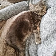 Tahiti participe au concours pour gagner de l'argent avec cette photo : kitten, sleeping, cat, tabby, furry, cozy, soft, blanket, grey, cute, pet, resting, indoor, animal, fur, nap, comfort, warm, young, domestic