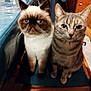 Tahiti participe au concours pour gagner de l'argent avec cette photo : cat, two_cats, indoor, feline, sitting, chair, table, fur, eyes, pets, domestic_animal, cute, animal, face, whiskers, companions, curious, striped_cat, fluffy_cat, closeup