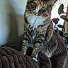 cat, tabby_cat, fluffy, longhaired, feline, pet, animal, green_eyes, whiskers, ears, fur, sitting, portrait, indoors, blanket, couch, chandelier, houseplant, window, home