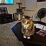 Missy joined the competition — help win amazing prizes! cat, fluffy_cat, longhair_cat, tabby, calico, white_chest, white_paws, sitting, indoors, living_room, coffee_table, cat_tree, television, fan, carpet, furniture, paperwork, portrait, pet, home_decor