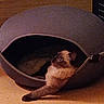 animal, brown, cage, cat, cozy, domed_bed, feline, floor, furniture, household, indoor, paw, pet_bed, quiet, relaxed, resting, siamese_cat, stretching, water_bowl, white