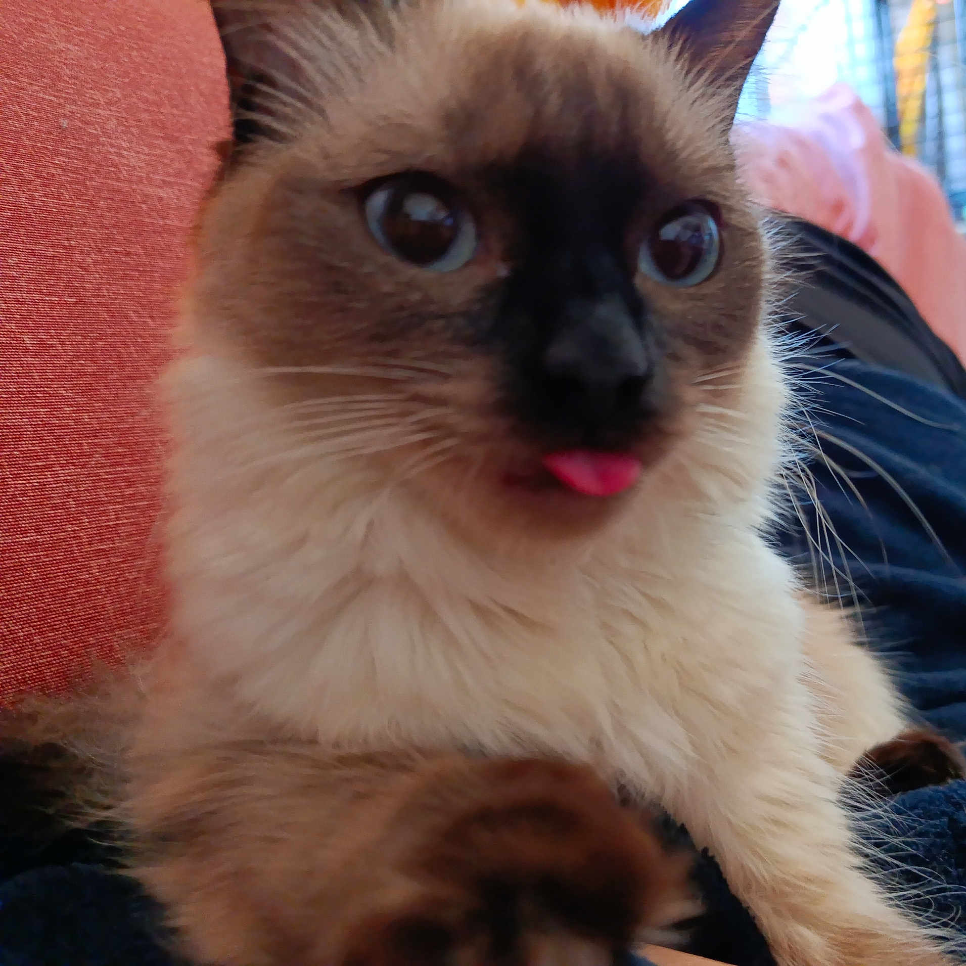 Cléo
