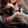 Cléo a rejoint le concours — aidez-le/la à gagner de superbes lots ! animal, background_blur, blue_eyes, cat, closeup, cozy, curious, cute, fluffy, fur, indoors, kitten, pet, portrait, resting, siamese, soft_light, whiskers, wicker, young
