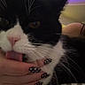 Spurs is registered to the contest to win money with this photo: affection, black_and_white, cat, close_up, cozy, cute, domestic_animal, feline, fur, hand, indoor, licking, nails, pet, pink_nose, polka_dot, relaxed, soft_lighting, striped_bed, whiskers