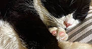 Spurs is registered to the contest to win money with this photo: adorable, animal, black_and_white, cat, close_up, cozy, cute, feline, fur, indoor, napping, paw, peaceful, pet, pink_paw_pads, resting, sleeping, soft, striped_fabric, whiskers