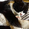adorable, animal, black_and_white, cat, close_up, cozy, cute, feline, fur, indoor, napping, paw, peaceful, pet, pink_paw_pads, resting, sleeping, soft, striped_fabric, whiskers