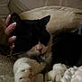 Spurs is registered to the contest to win money with this photo: cat, black_and_white_cat, pet, sleeping, paws, blanket, hand, cozy, relaxation, indoor, fur, whiskers, cute, comfort, nap, feline, domestic_animal, resting, closeup, soft