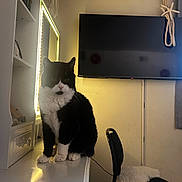 Spurs joined the competition — help win amazing prizes! cat, black_and_white, furniture, vanity, mirror, chair, television, indoor, pet, fluffy, table, white, cozy, decor, reflection, lighting, domestic, room, sitting, calm