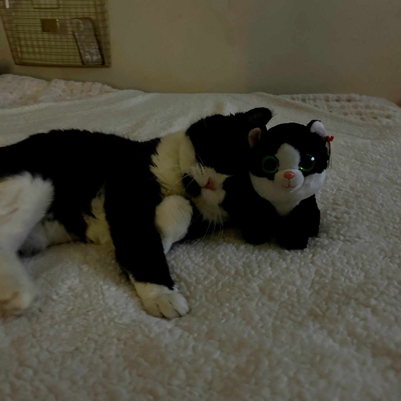 Spurs is registered to the contest to win money with this photo: animal, bed, black_and_white, blanket, cat, companion, cozy, cute, cute_pet, domestic_cat, feline, indoor, lying_down, pet, plush_toy, relaxing, resting, snuggling, soft, toy