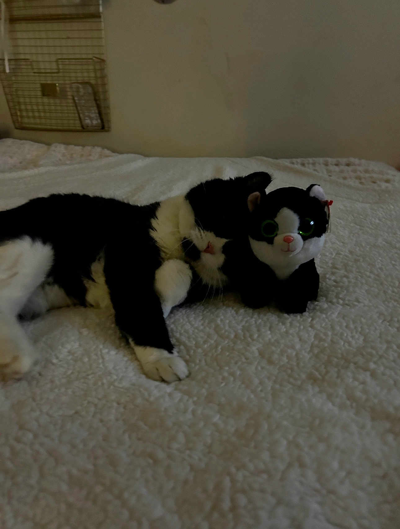 Spurs is registered to the contest to win money with this photo: cat, plush_toy, black_and_white, bed, blanket, indoor, cute, pet, animal, snuggling, feline, toy, soft, relaxing, companion, resting, cozy, cute_pet, lying_down, domestic_cat