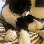 Spurs is registered to the contest to win money with this photo: animal, bed, black_and_white, cat, closeup, cozy, cute, domestic_cat, feline, fur, grooming, indoor, paws, pet, relaxed, resting, soft_focus, striped_blanket, tongue_out, whiskers