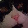 Spurs joined the competition — help win amazing prizes! animal, black_and_white, cat, close_up, close_up_face, closeup, curious, cute, dim_lighting, domestic_animal, eyes, face, feline, fur, indoor, nose, pet, portrait, whiskers