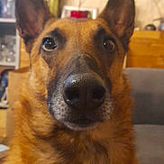 Priska a rejoint le concours — aidez-le/la à gagner de superbes lots ! animal, architecture, bodypart, building, canine, dog, furniture, germanshepherd, hound, indoors, interiordesign, livingroom, mouth, person, pet, plant, pottedplant, puppy, room, snout