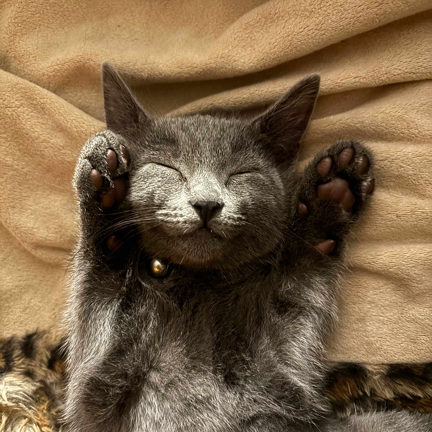 Donut joined the competition — help win amazing prizes! kitten, cat, sleeping, paws, gray_fur, blanket, cozy, cute, pet, animal, relaxed, closeup, whiskers, feline, soft, indoor, resting, adorable, fur, nap