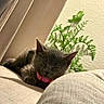 Donut joined the competition — help win amazing prizes! kitten, gray_cat, sleeping, pink_collar, plant, indoor, cozy, soft, beige, shadow, wall, nap, feline, pet, cute, fur, small, resting, calm, domestic