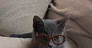 Donut is registered to the contest to win money with this photo: cat, kitten, glasses, gray_cat, pet, cute, indoors, cozy, pillows, blanket, furniture, resting, playful, animal, young_cat, domestic_cat, soft_texture, lying_down, eyewear, close_up