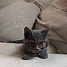 cat, kitten, glasses, gray_cat, pet, cute, indoors, cozy, pillows, blanket, furniture, resting, playful, animal, young_cat, domestic_cat, soft_texture, lying_down, eyewear, close_up