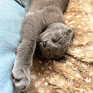 Donut joined the competition — help win amazing prizes! cat, gray_cat, sleeping, stretching, furry_blanket, jeans, cozy, pet, animal, resting, cute, soft_texture, indoor, closeup, relaxation, domestic_cat, fur, paw, nose, whiskers