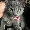 Donut is registered to the contest to win money with this photo: kitten, gray_fur, pink_collar, green_eyes, pet, animal, cute, young, feline, close_up, hand, domestic_animal, portrait, whiskers, fur, indoor, adorable, looking_at_camera, small, soft