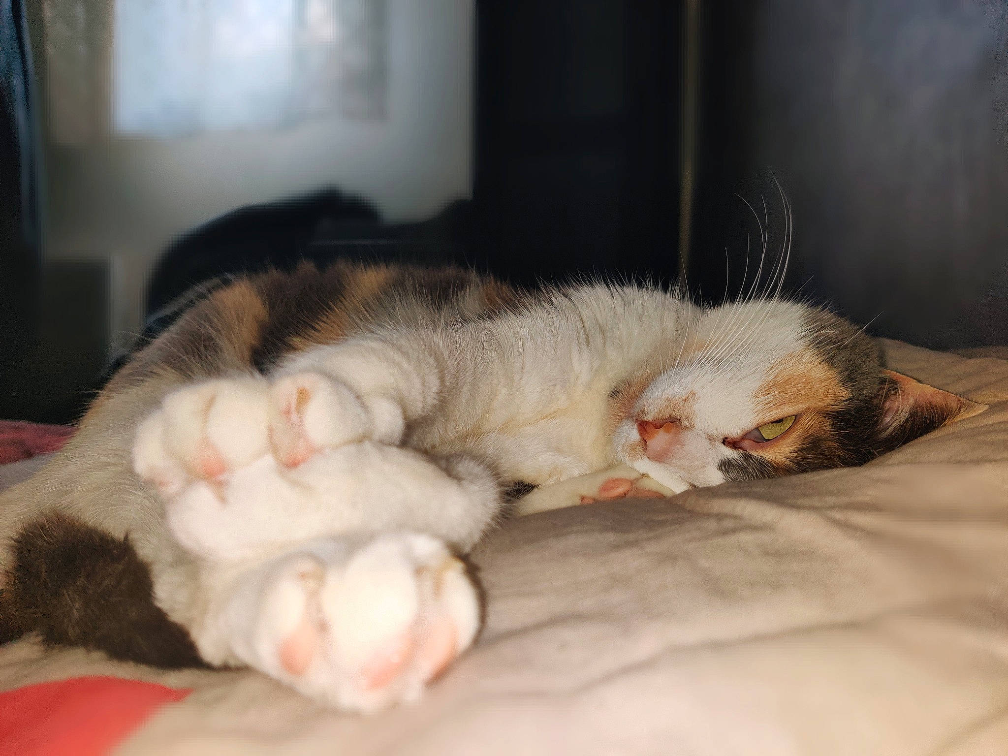 Ninie participe au concours pour gagner de l'argent avec cette photo : baby, carnivore, cat, child, claw, ear, european_shorthair, fawn, felidae, fur, kitten, nap, norwegian_forest_cat, nose, paw, polydactyl_cat, skin, sleep, small_to_medium_sized_cats, whiskers